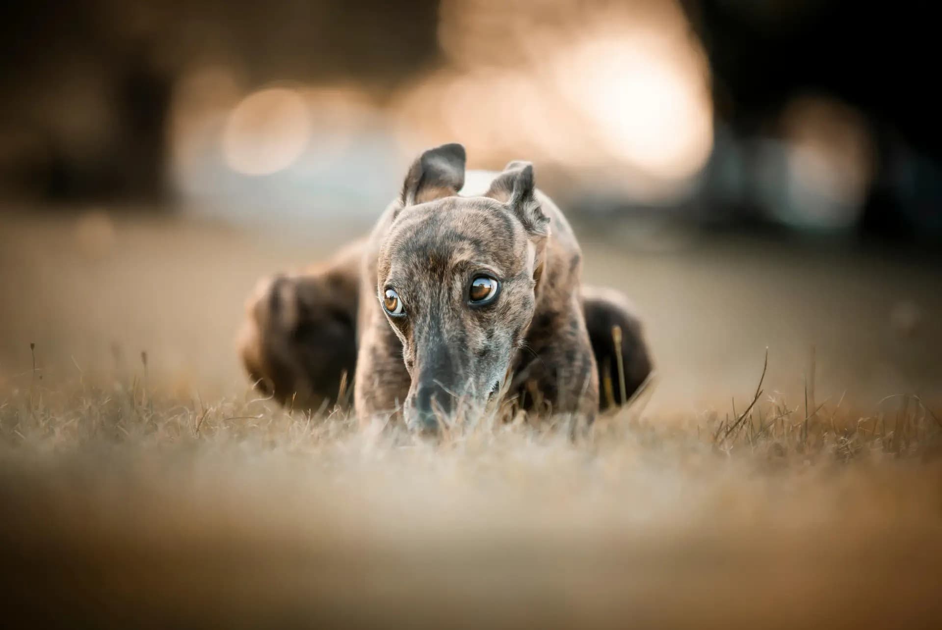 Scottish Government Backs Bill to Ban Greyhound Racing, Citing Animal Welfare Concerns - Regulatory iGaming news